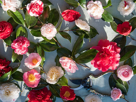 Camelias: la elegancia en todas sus formas